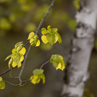Image of birch tree in spring bloom